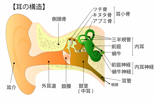 治療 メニエール 薬 病